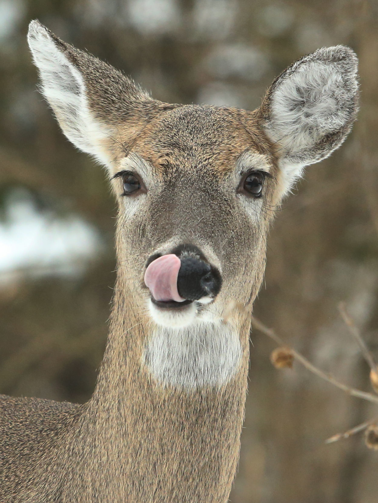 Deer look for food during winter months